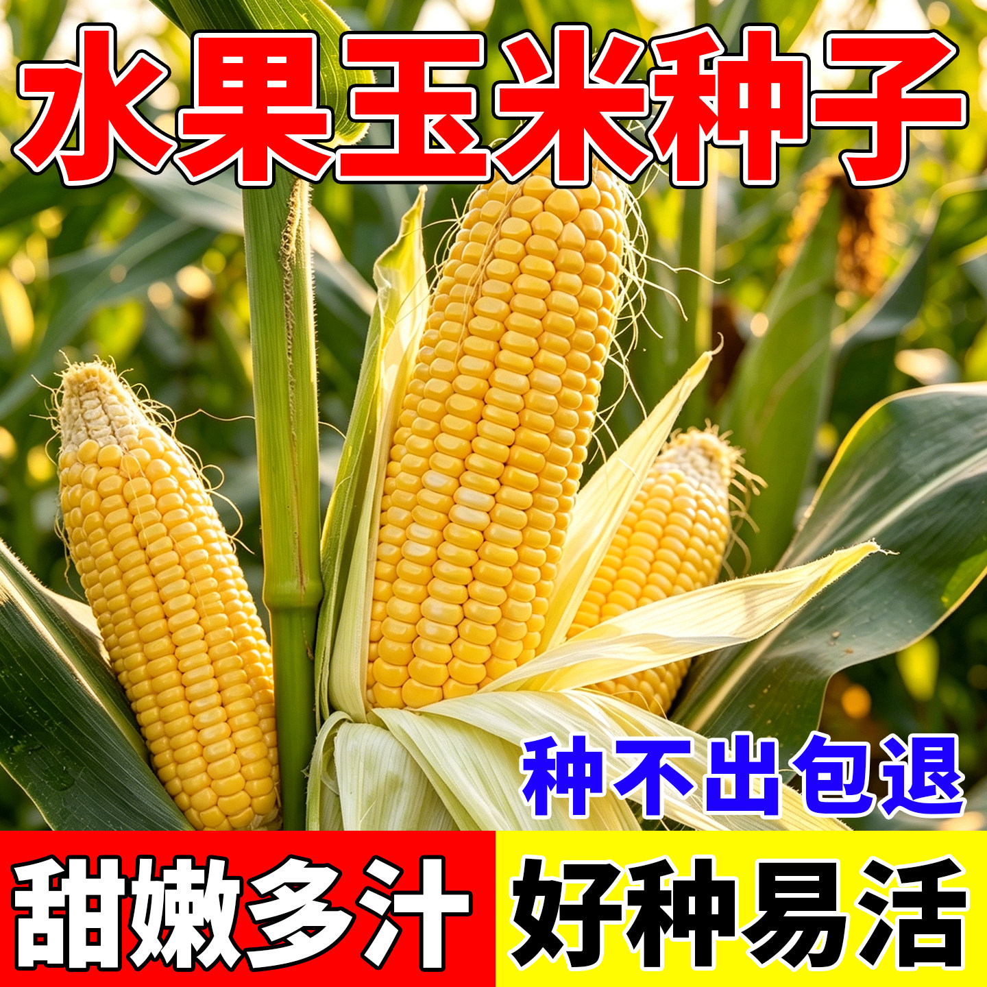 超甜水果玉米种子甜玉米种籽高产抗病耐寒耐热四季播种好种约50粒