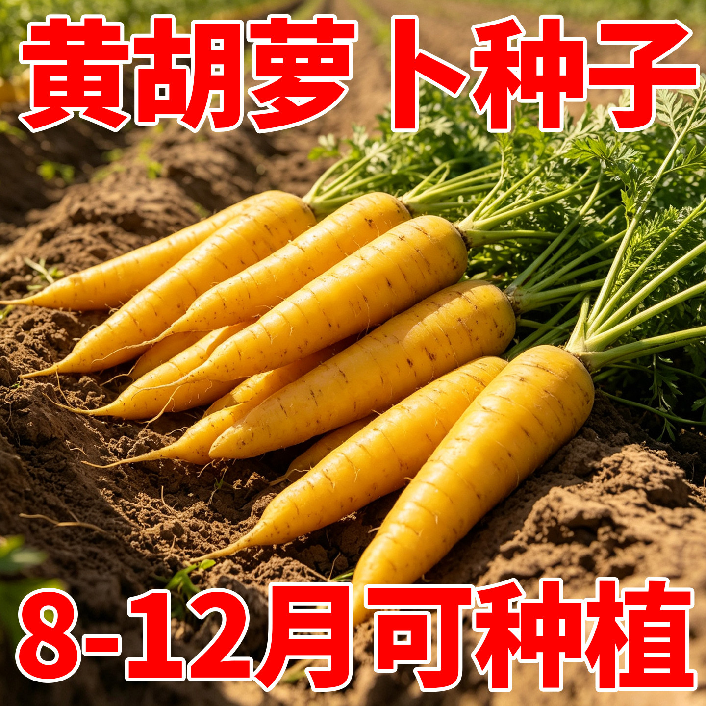 黄胡萝卜种子四季播种阳台庭院菜园盆栽蔬菜种籽高产热销约1000粒