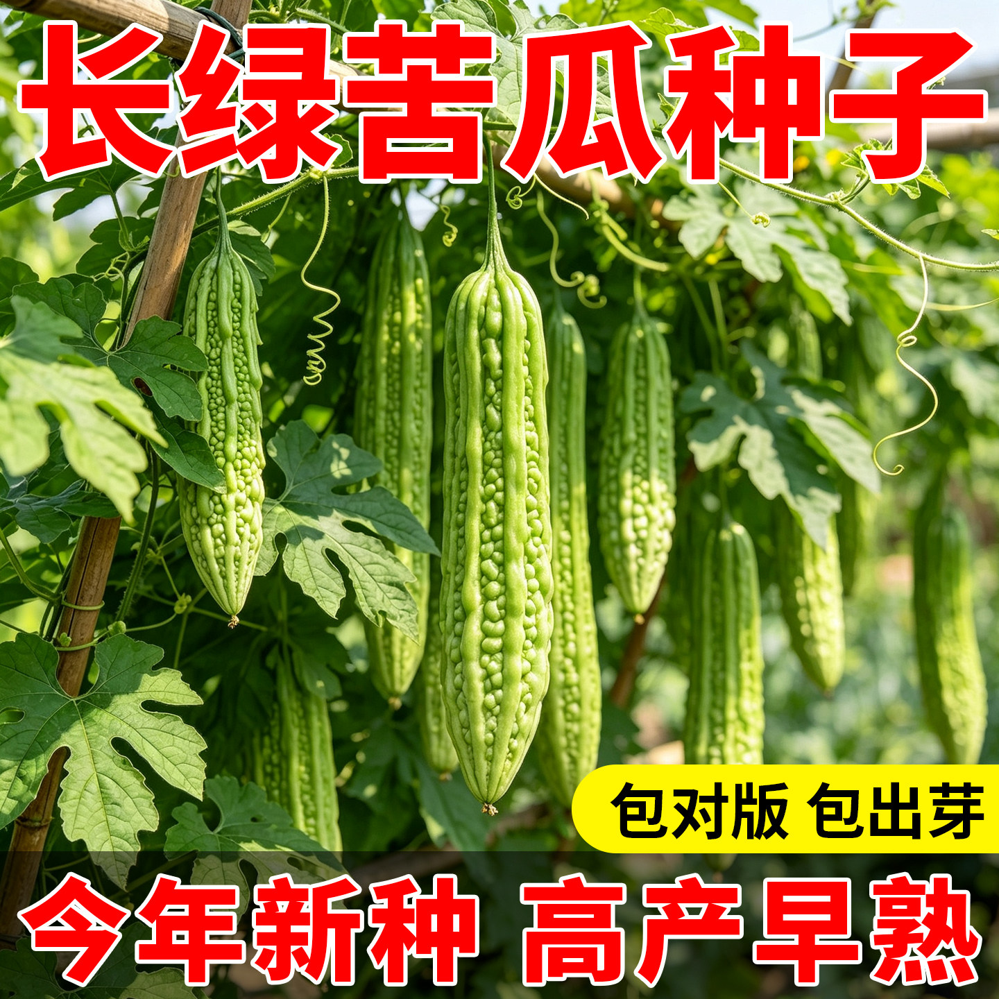 长绿苦瓜种子四季阳台庭院盆栽耐寒特大苦瓜种籽高端蔬菜种子大全