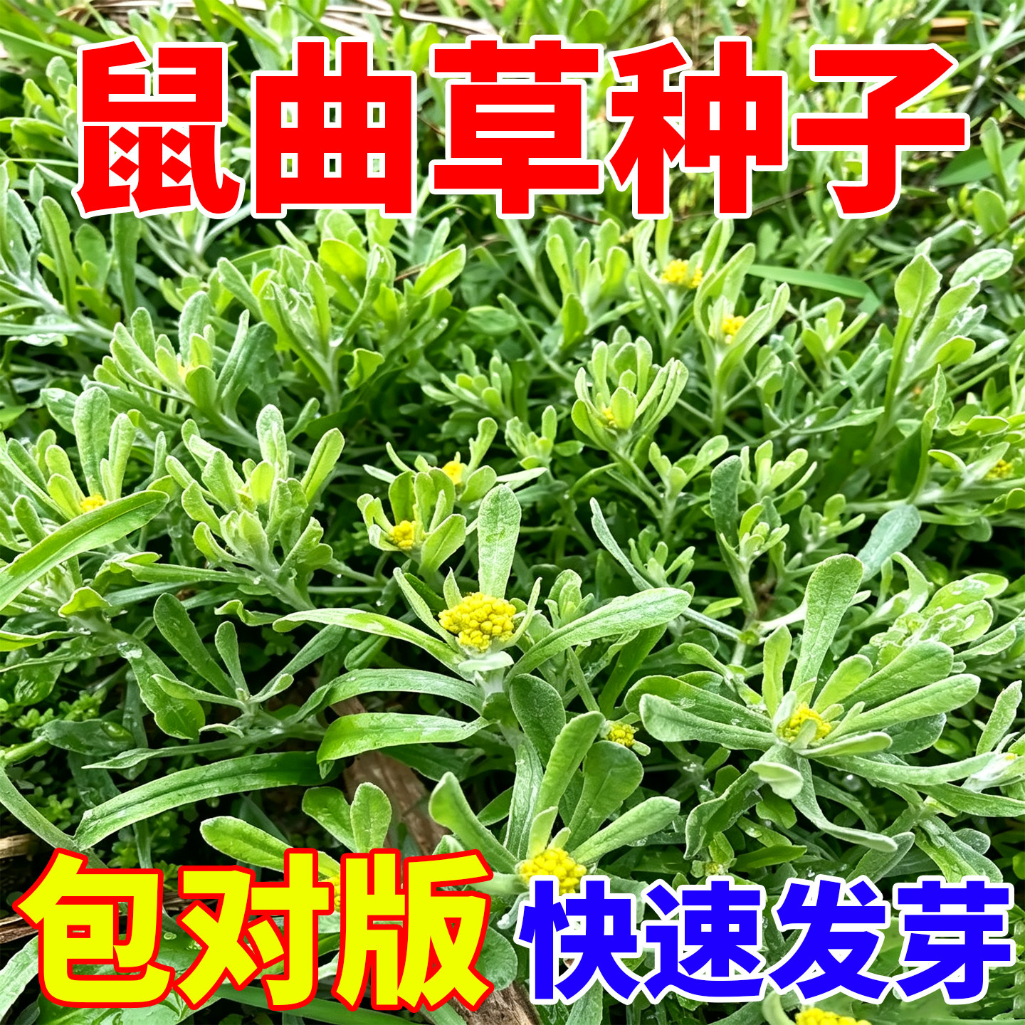 鼠曲草种子新鲜采摘现鼠曲草清明菜艾草绿植艾棉菜水牛花野菜种子