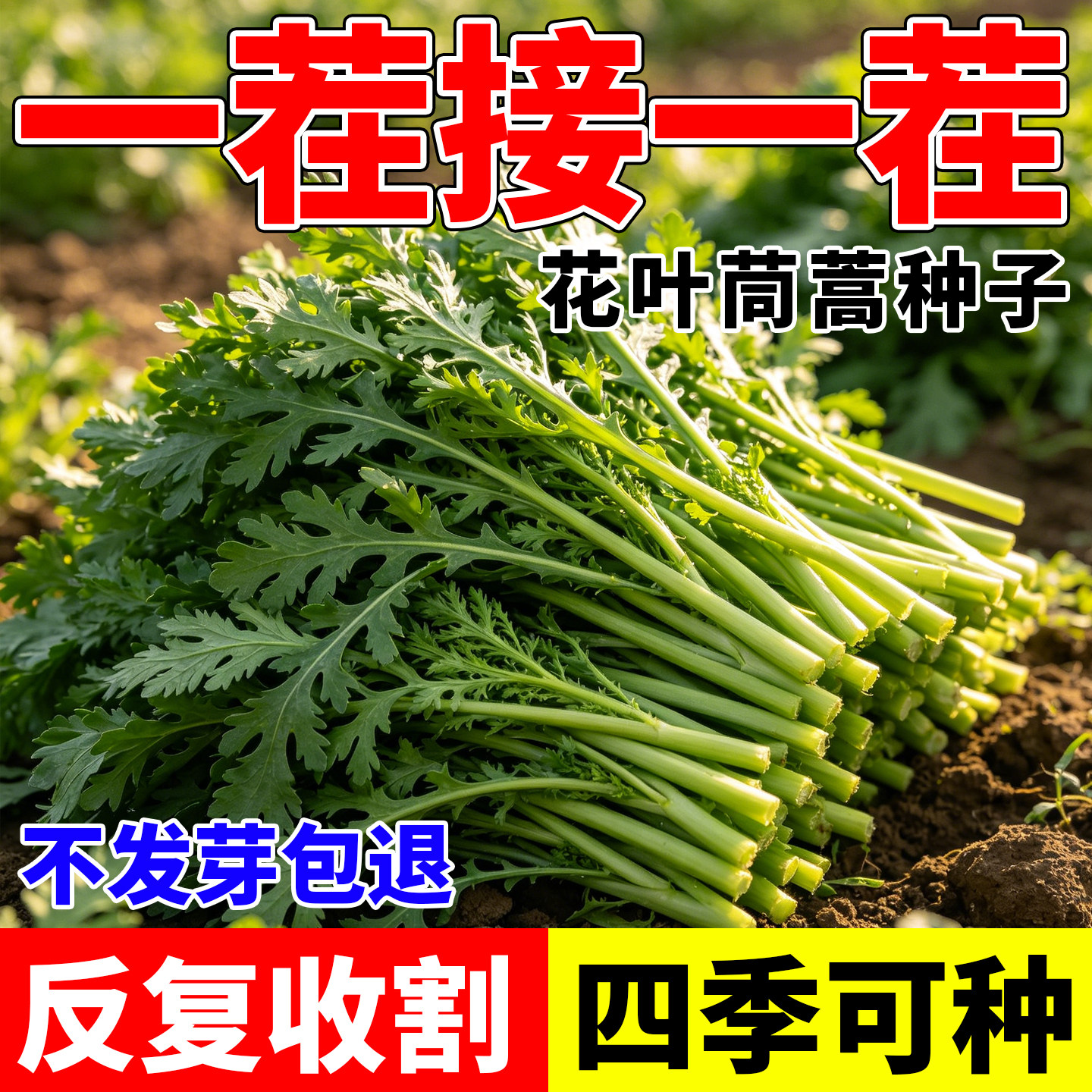 花叶茼蒿种子小叶细叶茼蒿四季蔬菜种籽阳台小院盆栽四季可种蔬菜