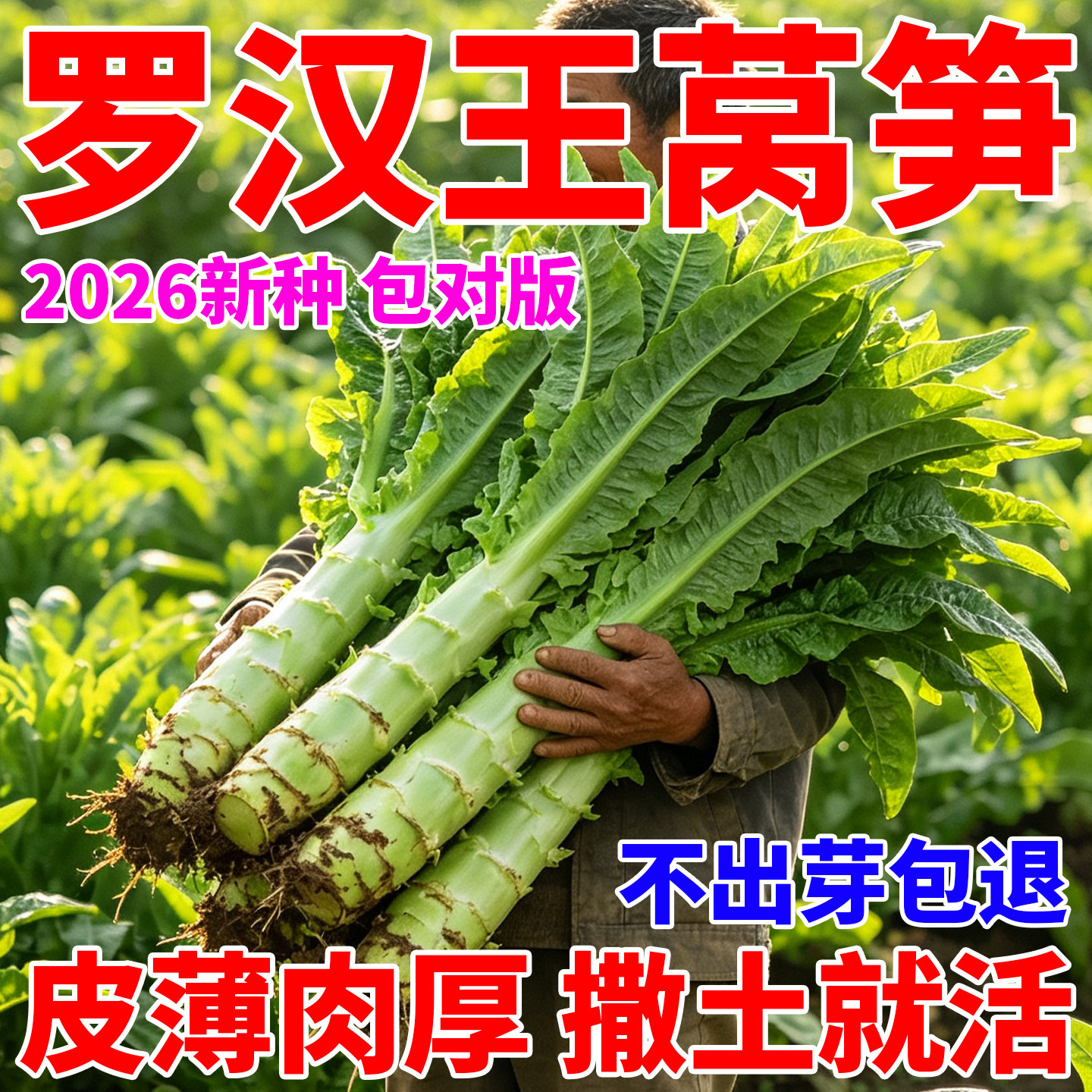 泰国罗汉王莴笋种籽圆叶粗壮莴苣蔬菜种子绿心莴笋耐寒四季菜种