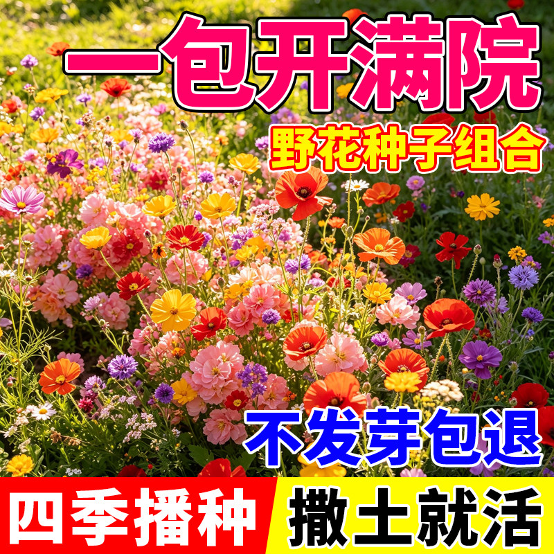 野花组合花种子种籽耐寒耐热室内外四季播种阳台庭院盆栽新手易种