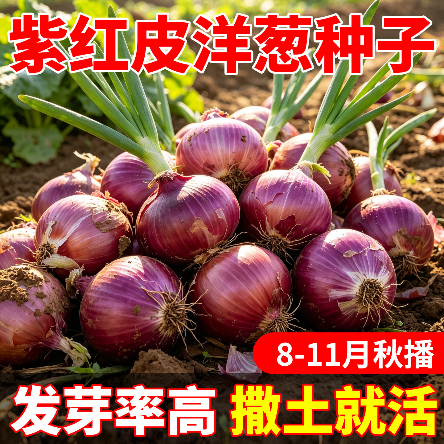 红皮洋葱种子老品种高产紫皮圆葱种籽秋冬天四季耐寒高端蔬菜种子