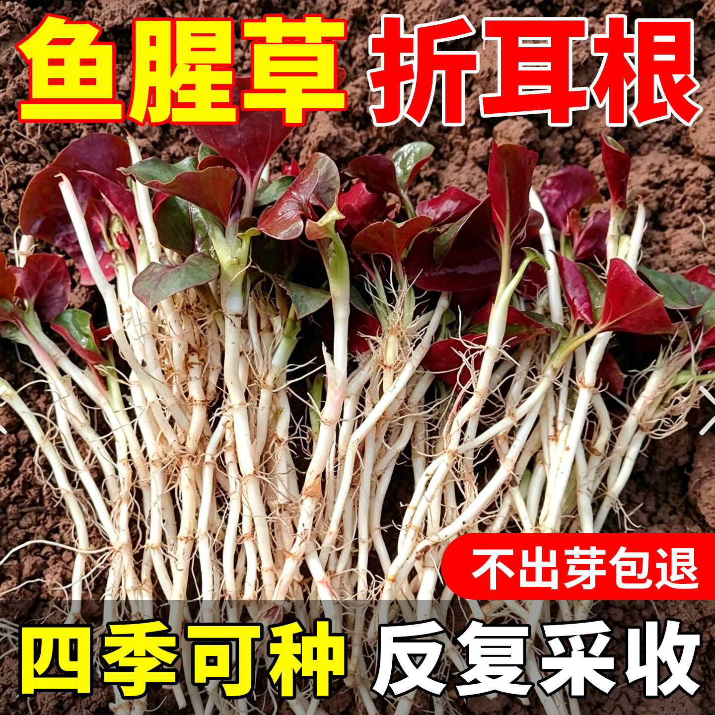鱼腥草折耳根种子家庭园艺阳台蔬菜种籽四季可种好种易活约100粒