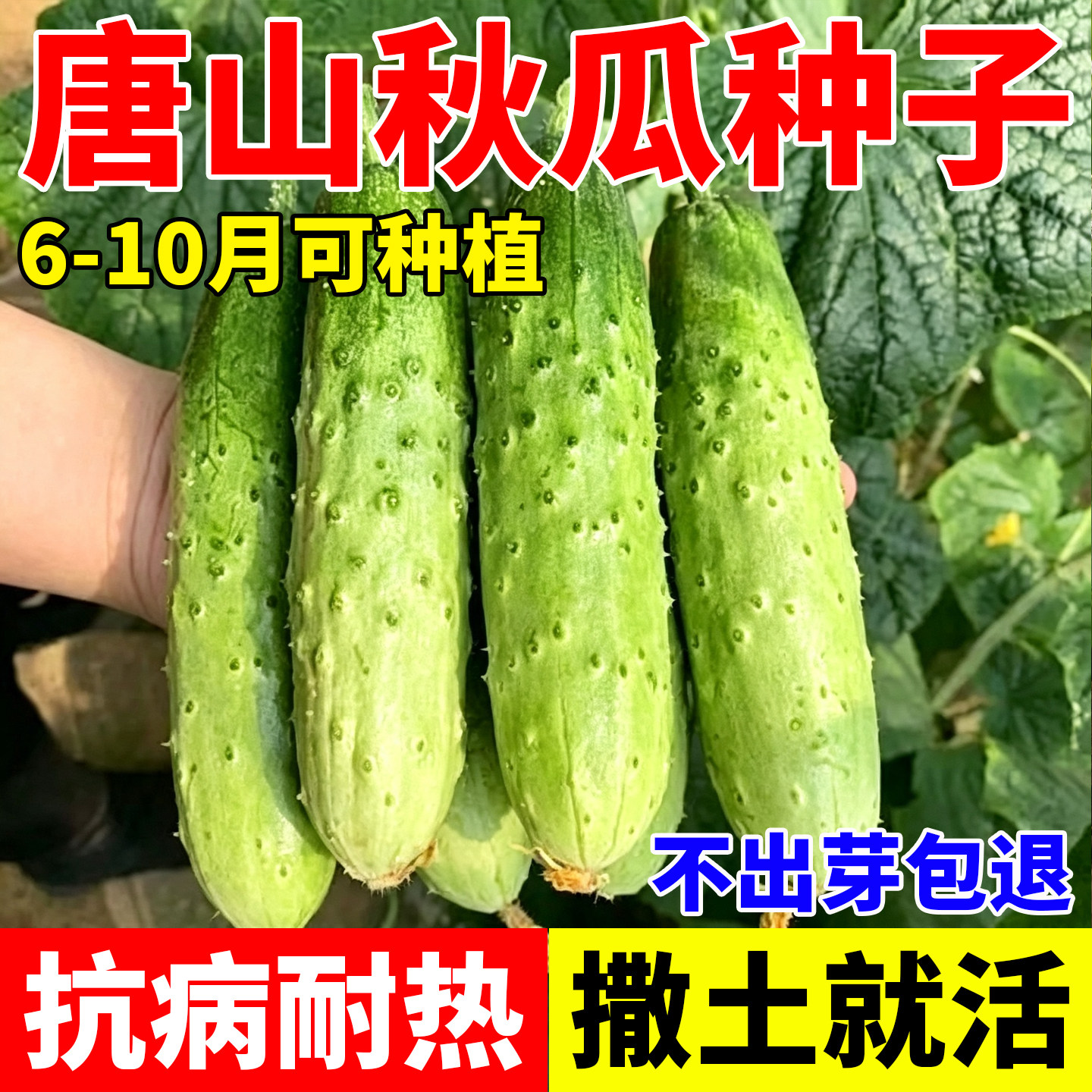 唐山秋瓜种子秋黄瓜高产旱黄瓜水果黄瓜阳台庭院盆栽四季蔬菜种籽