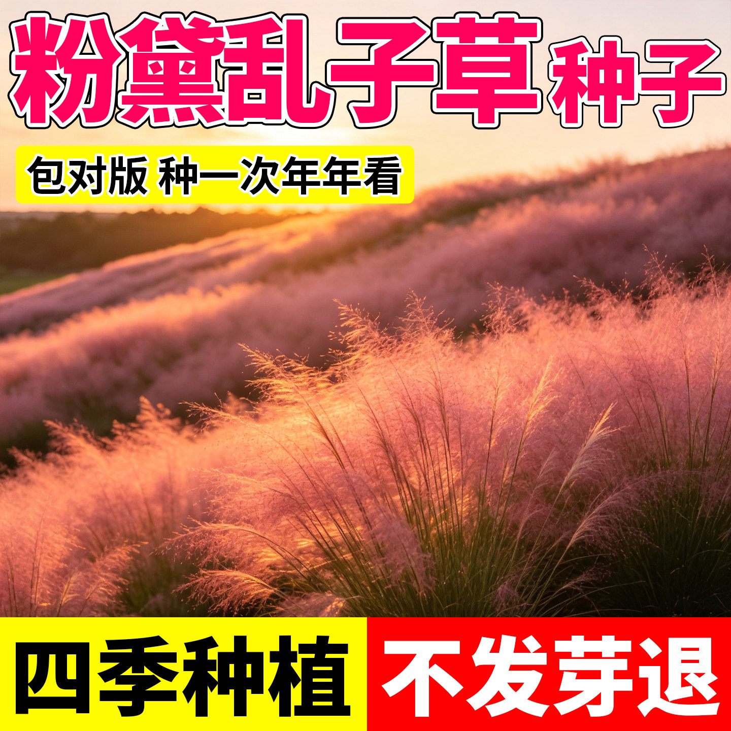 粉黛乱子草种子草籽花种子四季网红花卉庭院观赏耐寒花籽芦苇草籽