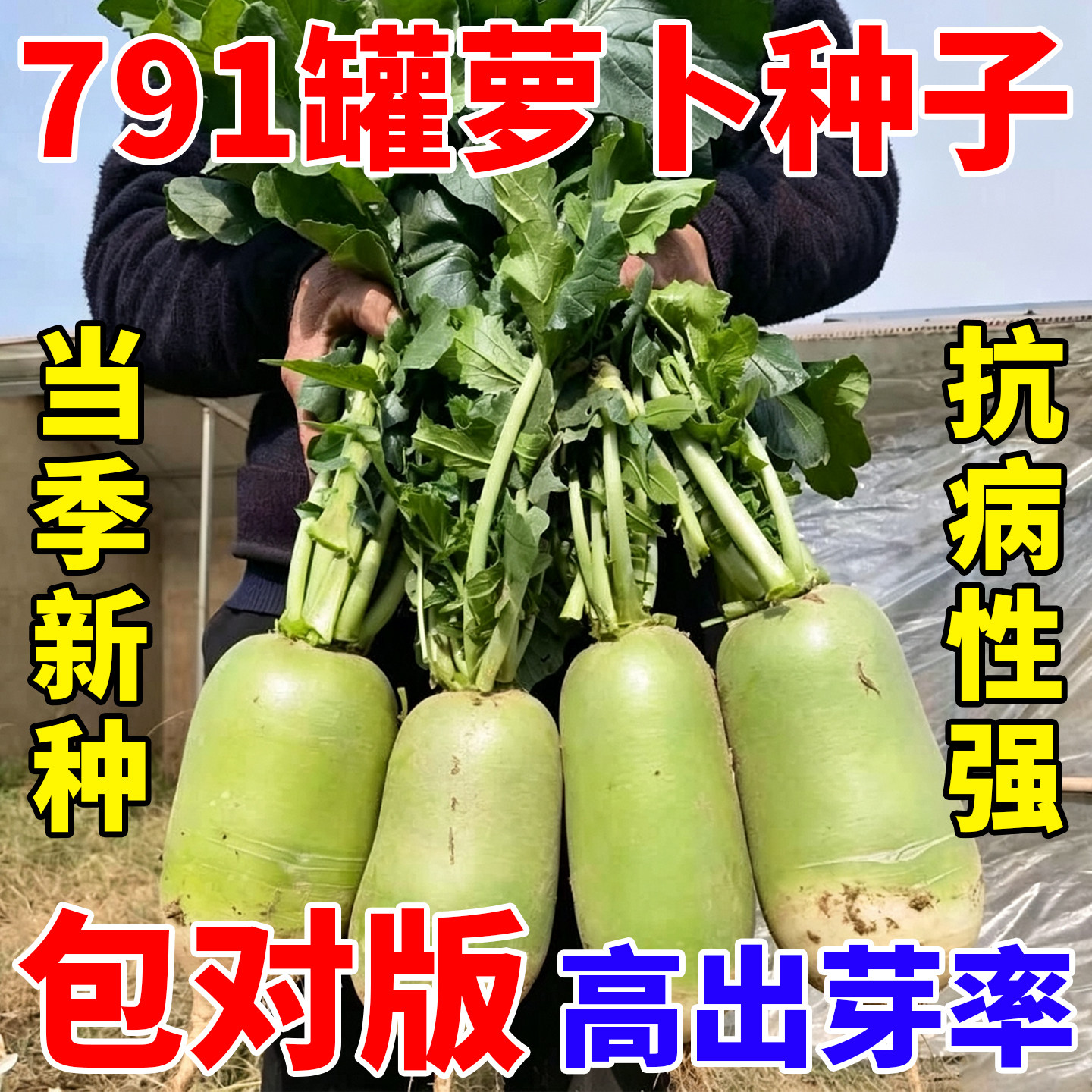 正宗791罐萝卜种子蔬菜种籽绿皮青肉秋冬季冬储水果萝卜盆栽庭院