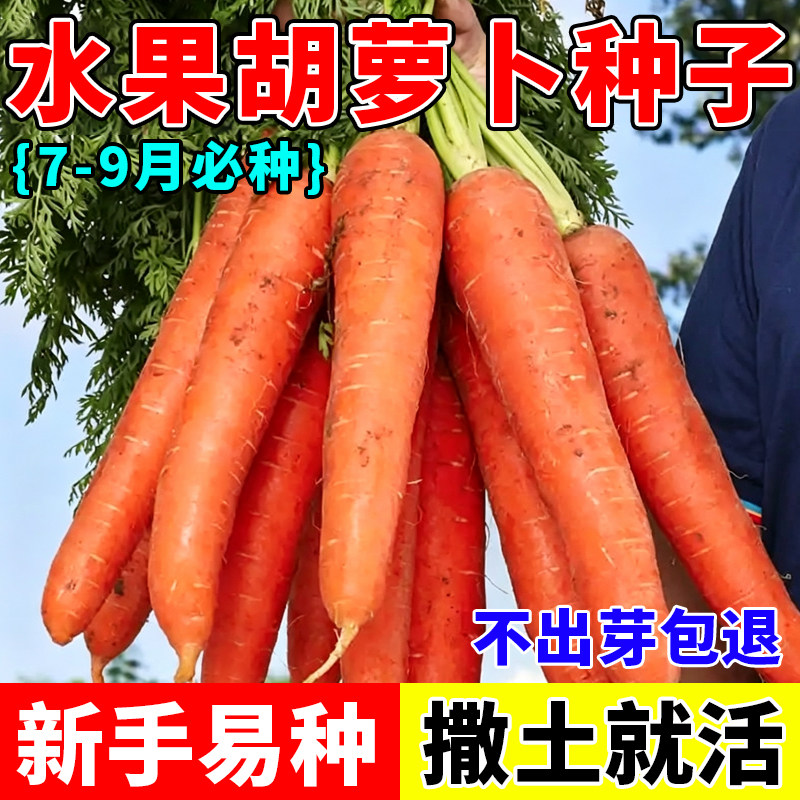 糖心水果胡萝卜种子四季波玫瑰红红萝卜种籽四季可种阳台庭院种籽