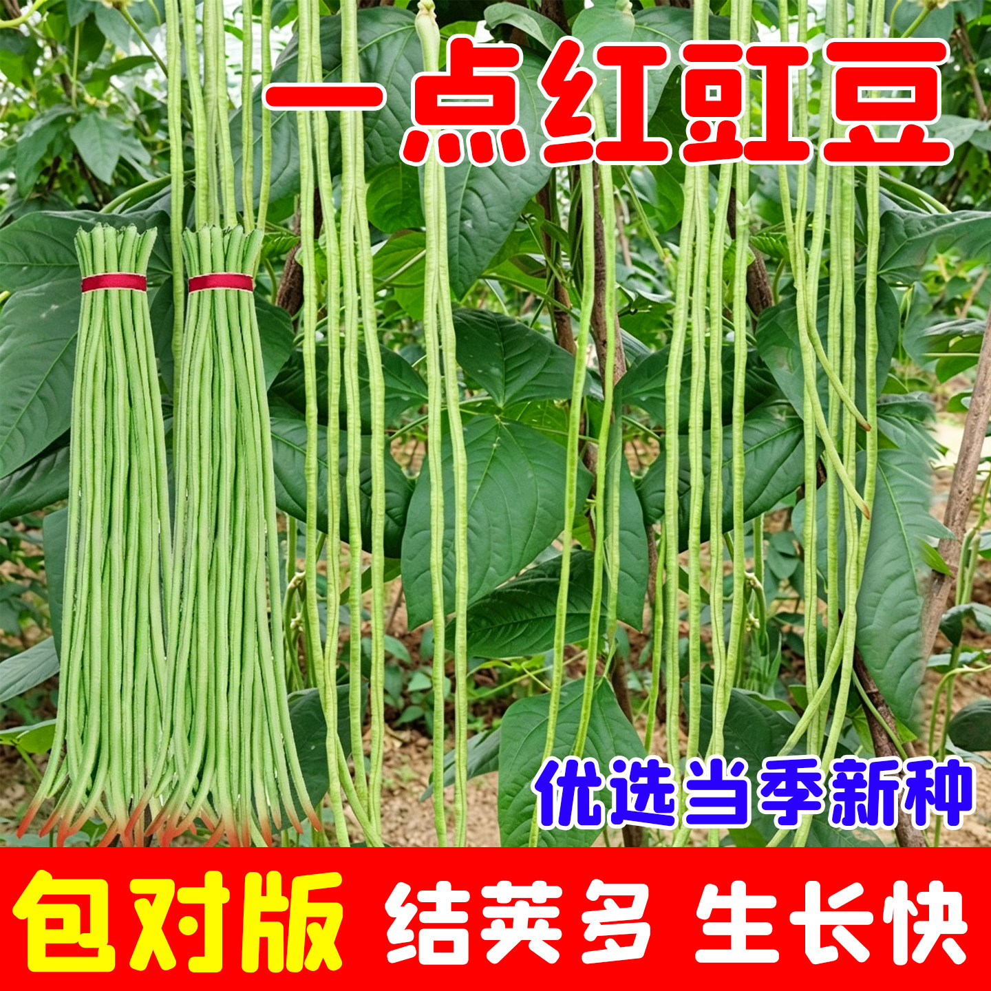 红嘴一点红豇豆种籽高产早熟特长豆角种子四季种阳台庭院蔬菜种子图片
