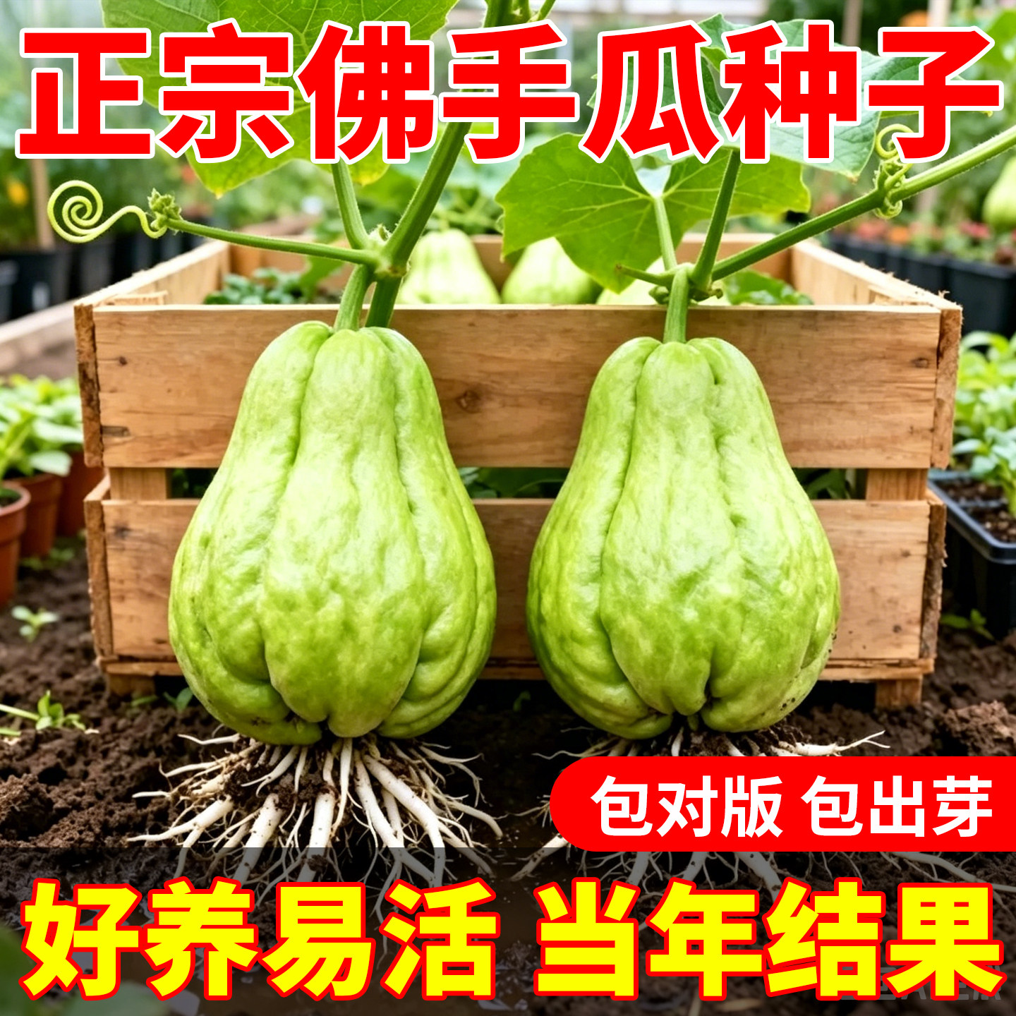 佛手瓜种子南北方四季播种蔬菜种籽多年生四季播蔬爬藤蔬菜约25粒