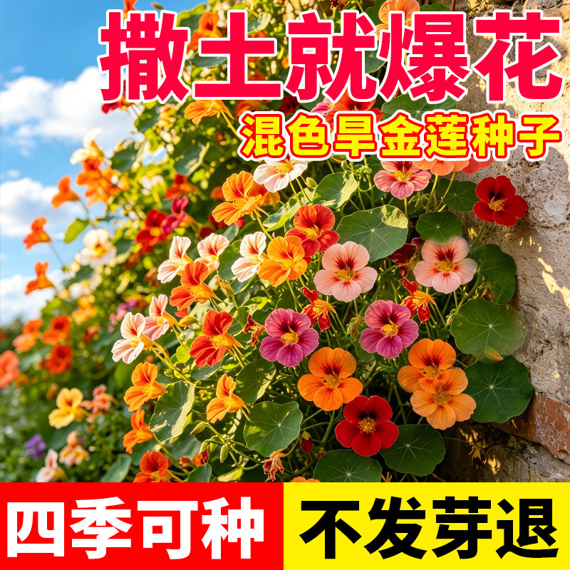 旱金莲种籽花种子室内室外阳台小院花卉种子四季可种好养活盆栽