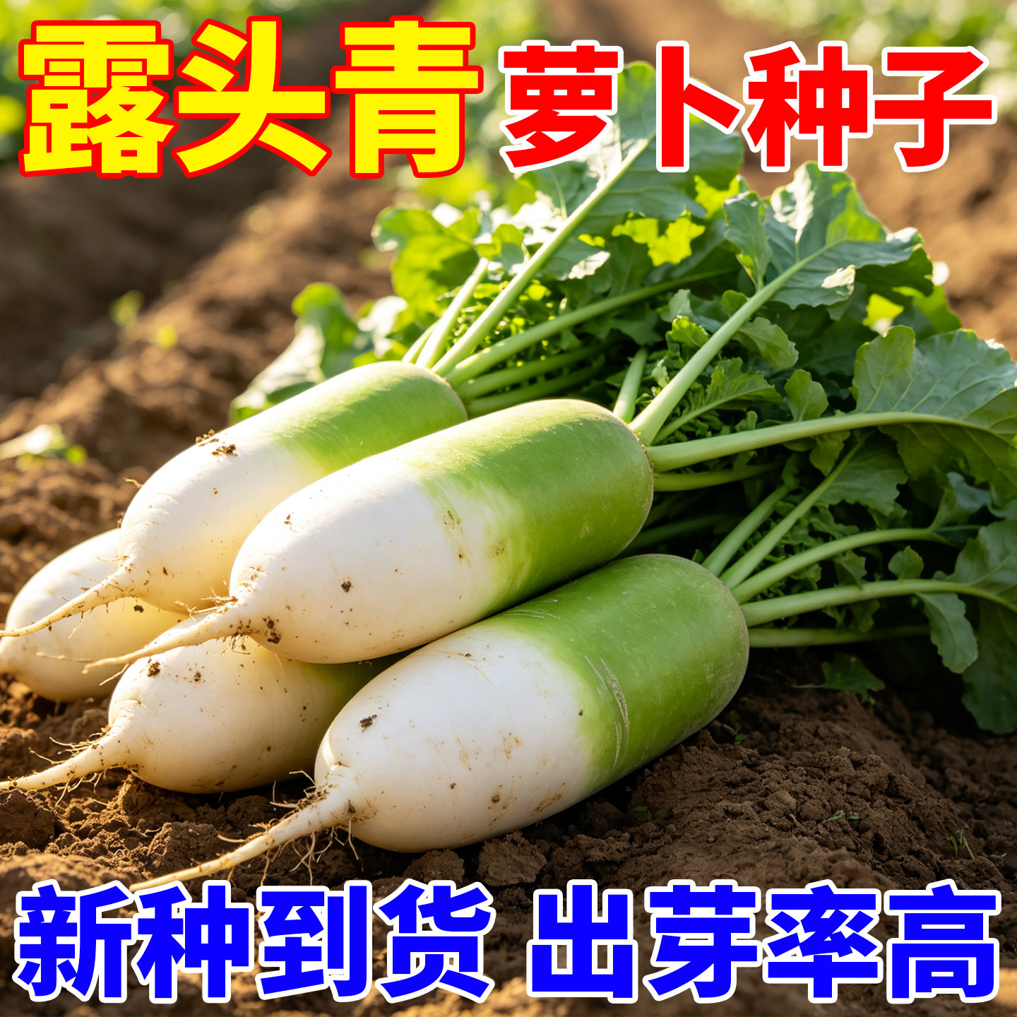 露头青萝卜种子四季播种庭院菜园盆栽蔬菜种籽高产热销约400粒
