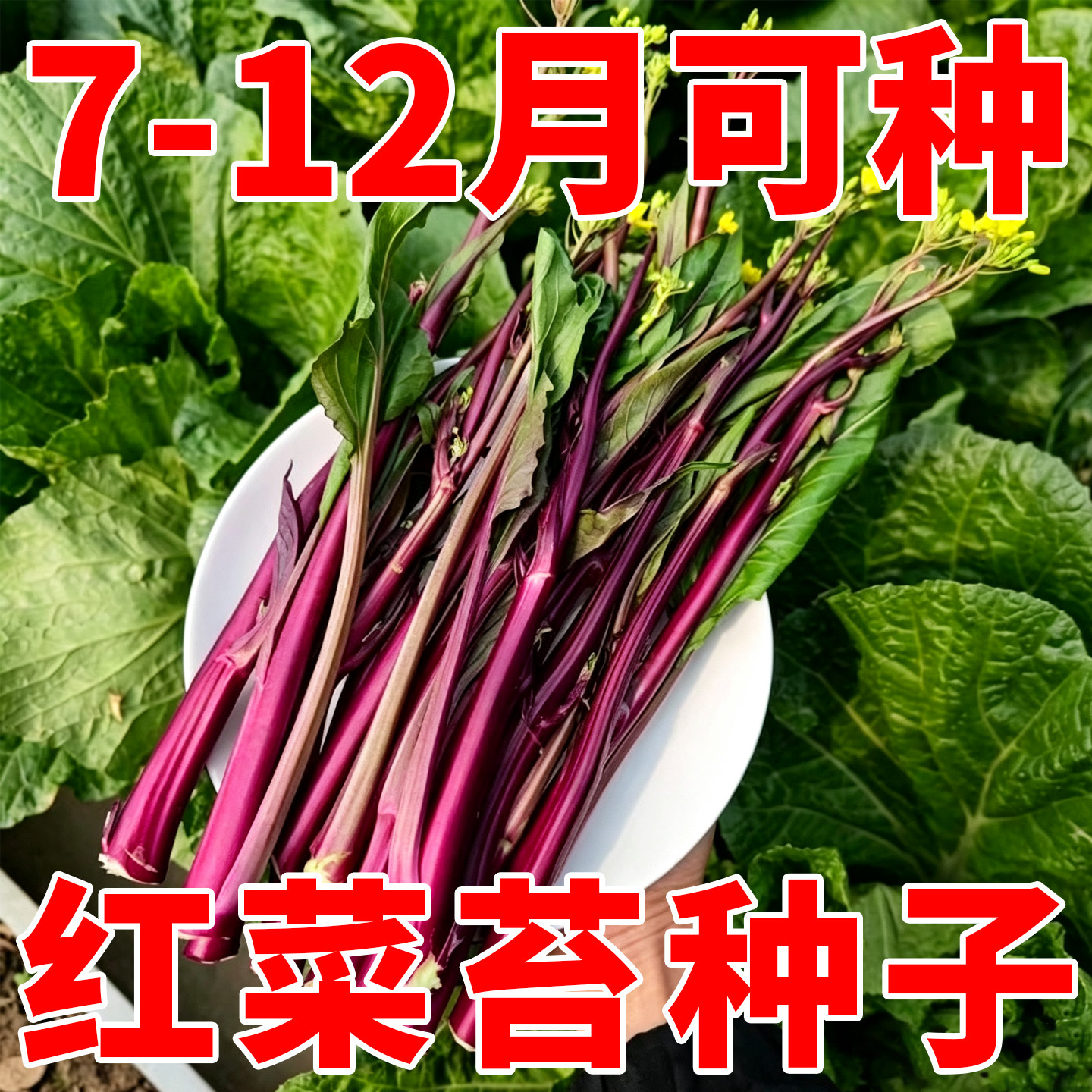 红菜苔蔬菜种子菜心十月红紫菜苔蔬菜种子/种苗