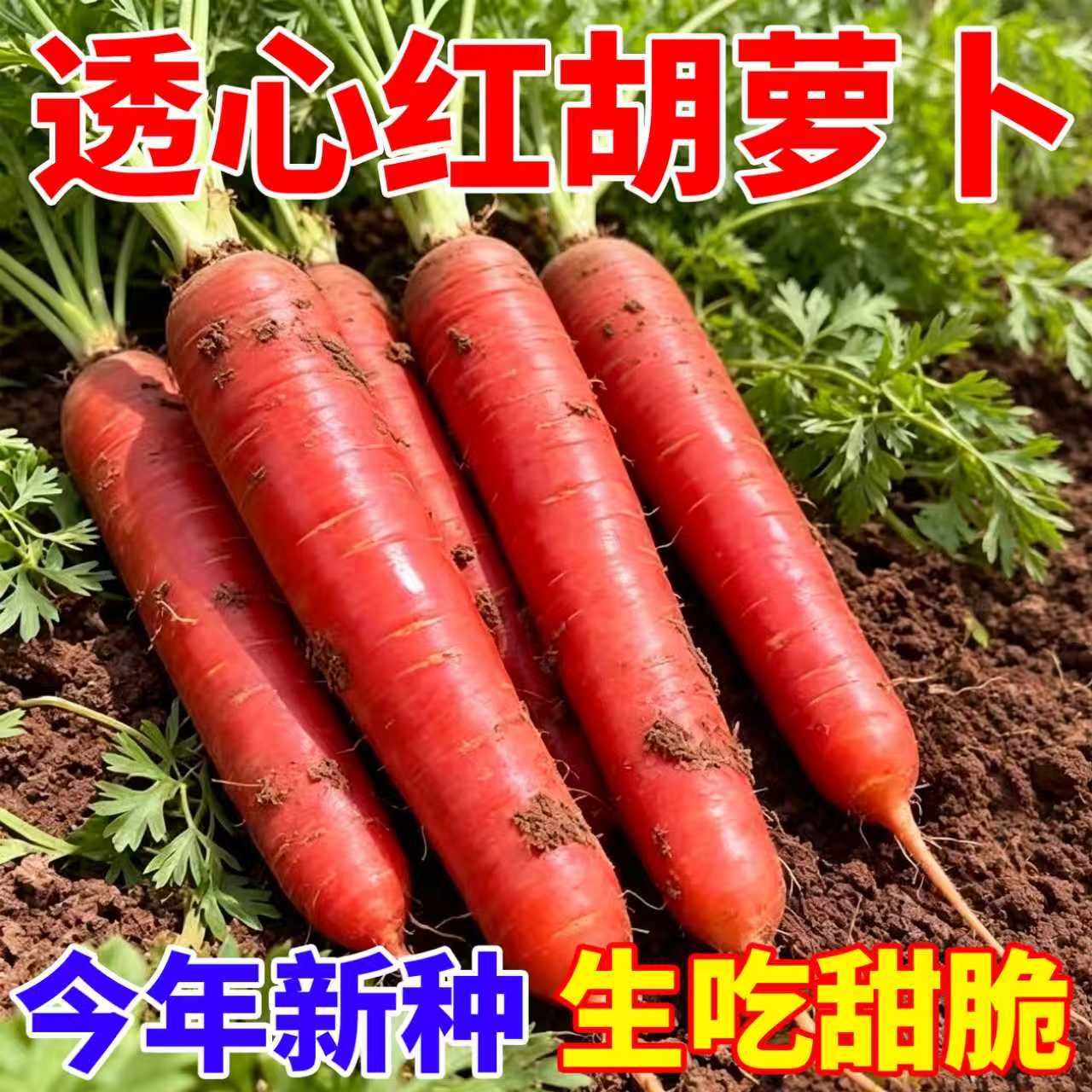 透心红萝卜种子四季秋播耐寒阳台盆栽小院菜地播种家庭蔬菜种子