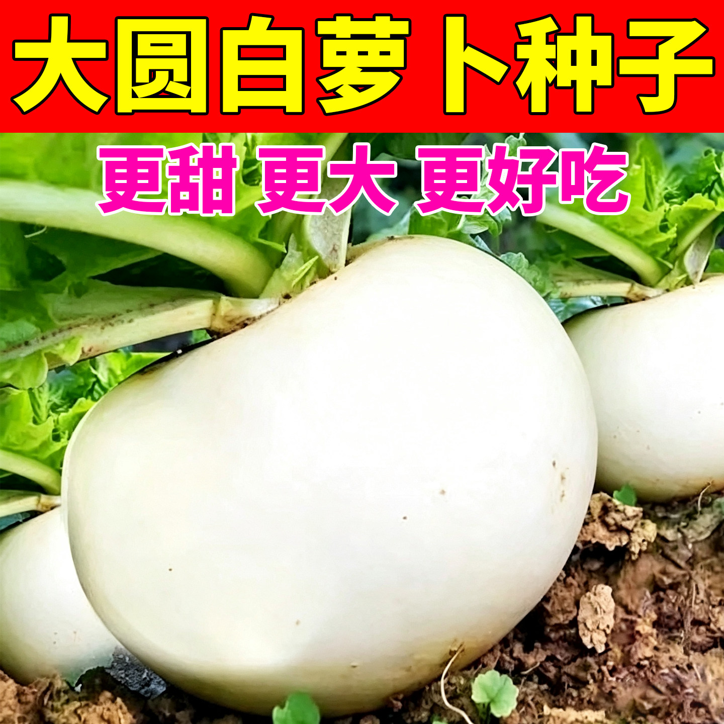 正宗大圆白萝卜种子大白皮冰糖水果萝卜菜籽秋播耐寒阳台盆栽菜园