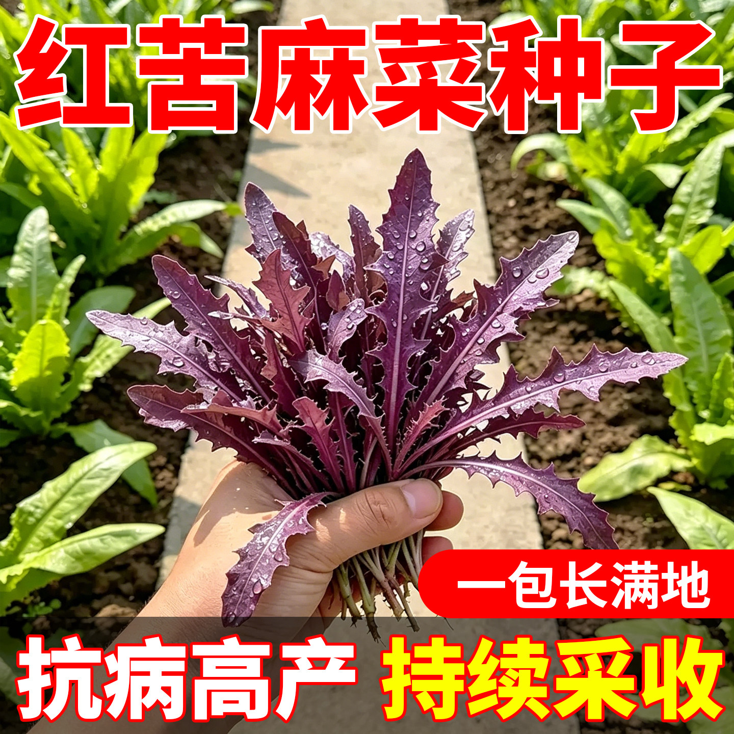 野生红曲麻菜种籽叶菜野菜苦麻菜种子四季种农家苦菜种子约1500粒