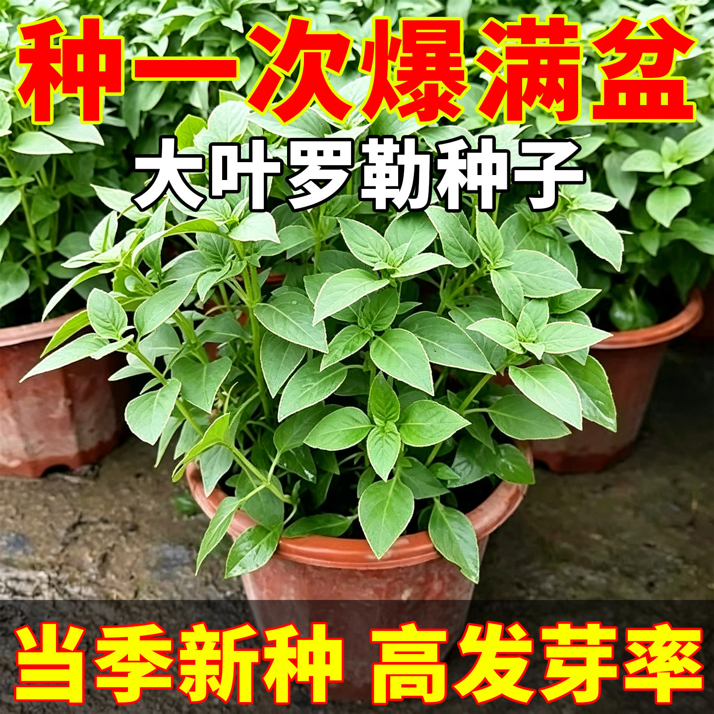 罗勒种子金不换九层塔种籽阳台四季播种盆栽甜罗勒薄荷四季种孑