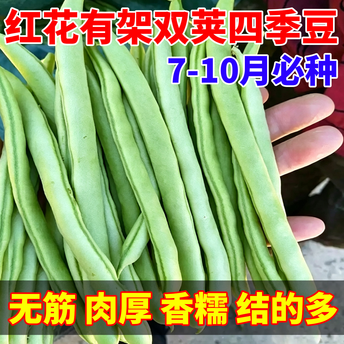 红花四季豆种子高产早熟有架四季播芸豆豆角种子红花无筋四季豆种