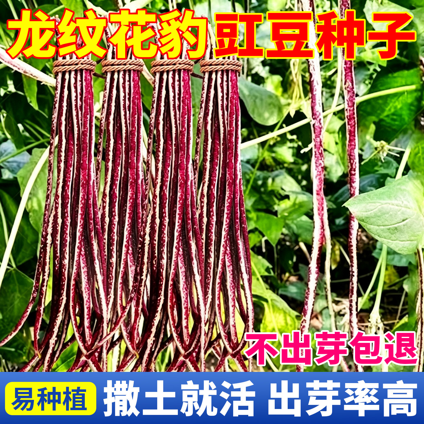 花豹豇豆豆角种子秋豆角长豆角龙纹种籽八月豆角籽种子四季蔬菜种