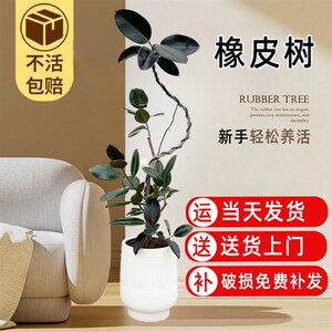 黑金刚橡皮树室内客厅造型大型绿植办公室客厅氛围植物网红橡皮树