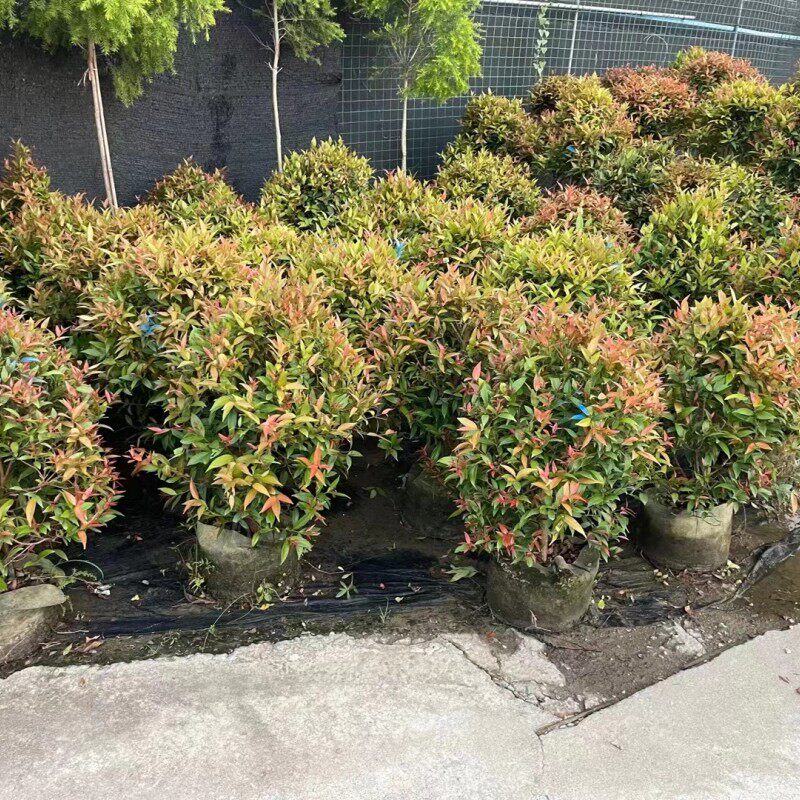 红车树苗盆栽塔型植物公园绿化四季常绿篱笆苗室外庭院阳台绿植树