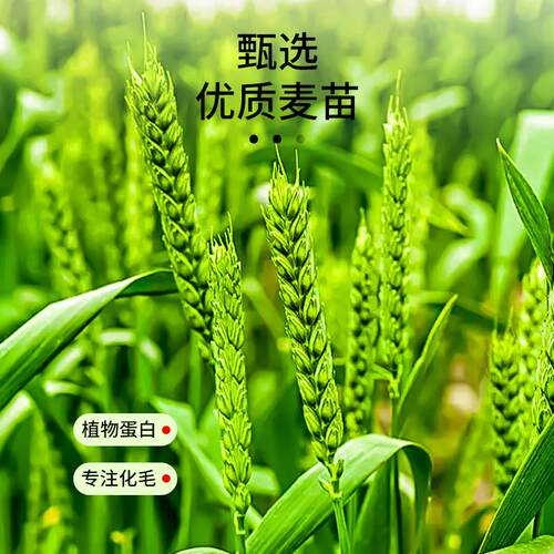猫草片粒冻干已种好的去化毛球片猫薄荷饼干磨牙洁齿猫咪零食用品