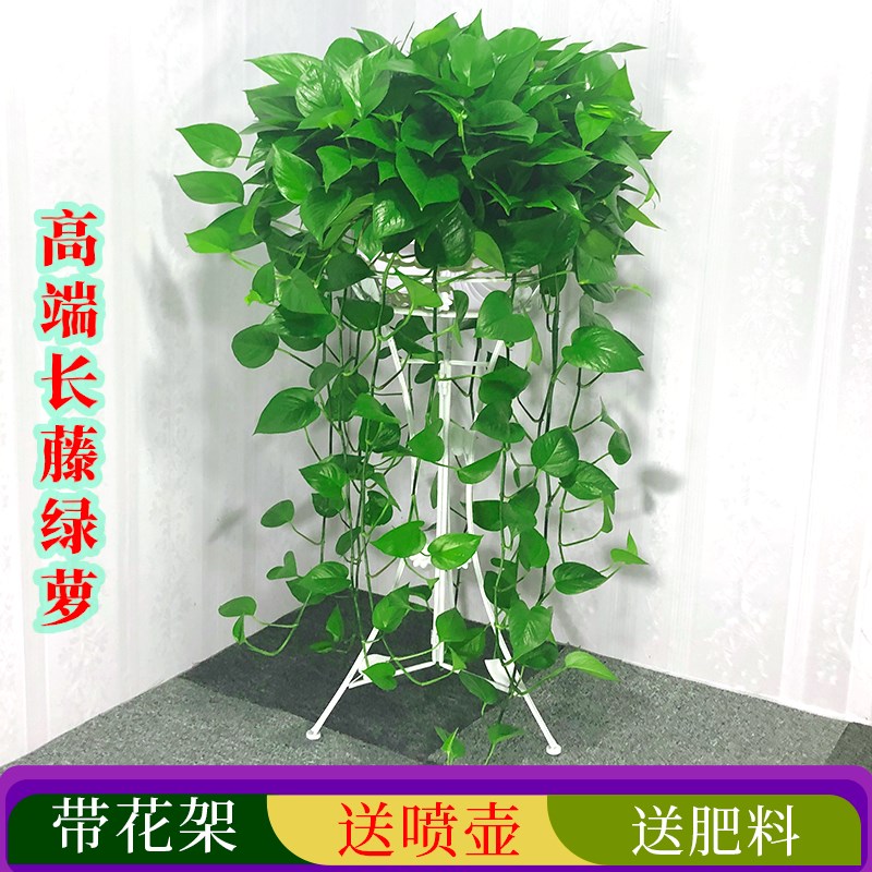 绿萝盆栽长藤款桌上绿植吊篮客厅电视旁边家里养花卉植物大盆绿箩