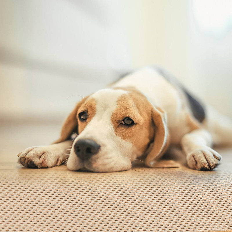 狗垫子夏季大型犬可拆洗猫狗狗睡垫耐咬金毛泰迪宠物垫四季凉席垫