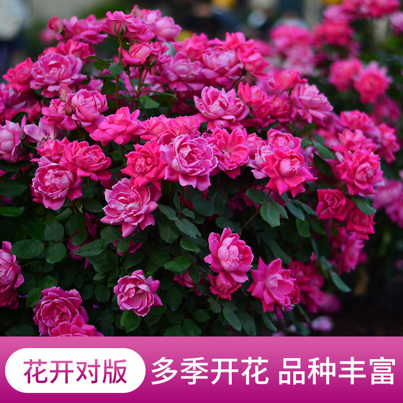 虹越爬藤月季花盆栽佛罗伦蒂娜龙沙宝石蓝色阴雨爬墙藤本篱笆拱门