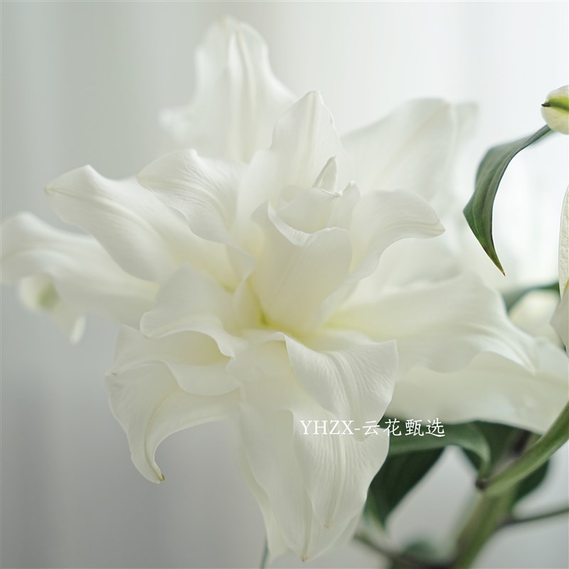 【云花甄选】白色冰美人树重瓣百合鲜花新中式玄关装饰有香味空运