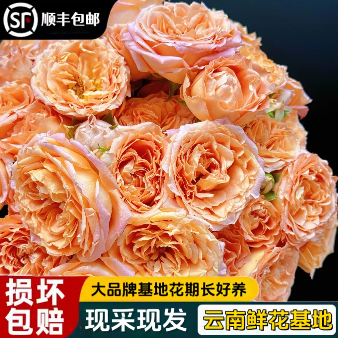 方德杏色蕾丝玫瑰真花顺丰包邮
