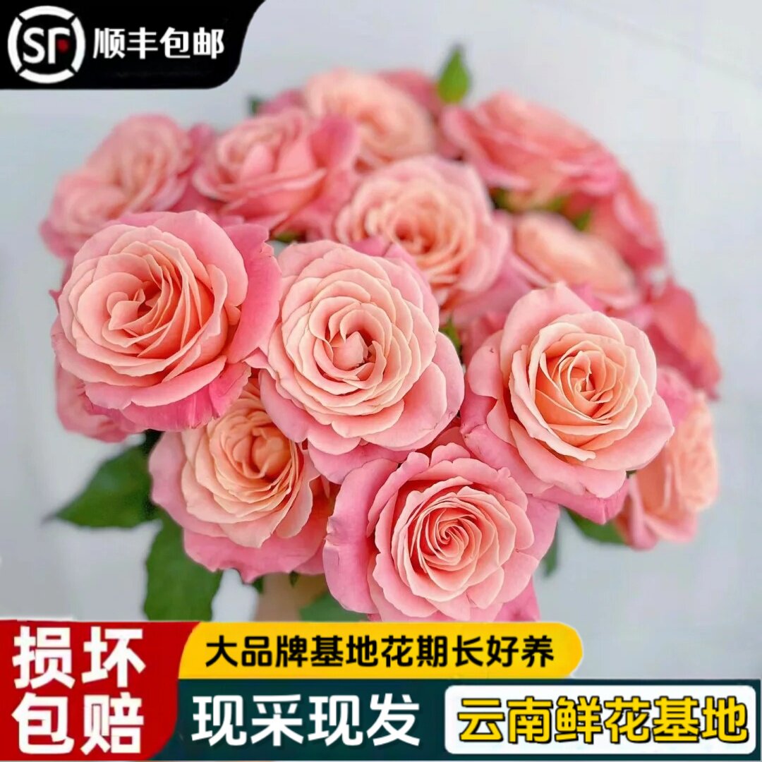 云南云天化基地朱小姐玫瑰新鲜现