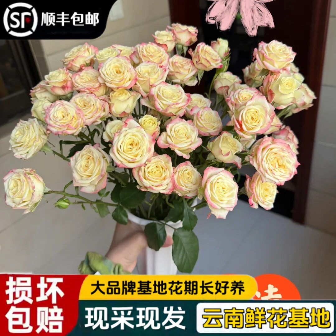 美凌玫瑰鲜花水养真花特价新鲜