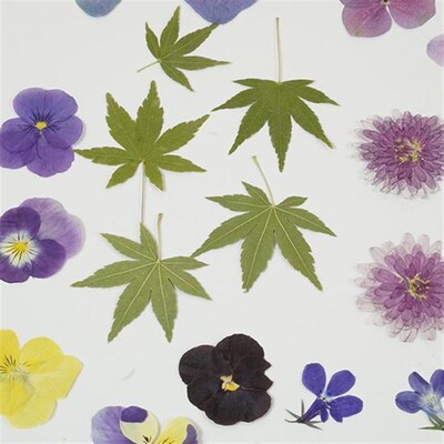 压花干花手工 春日来信diy植物材料包书签贴画礼物缤纷50片花+叶