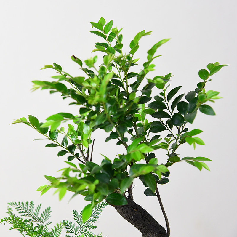 紫檀盆栽客厅桌面绿植黑骨茶室内书房好养小盆景装饰摆件阳台植物