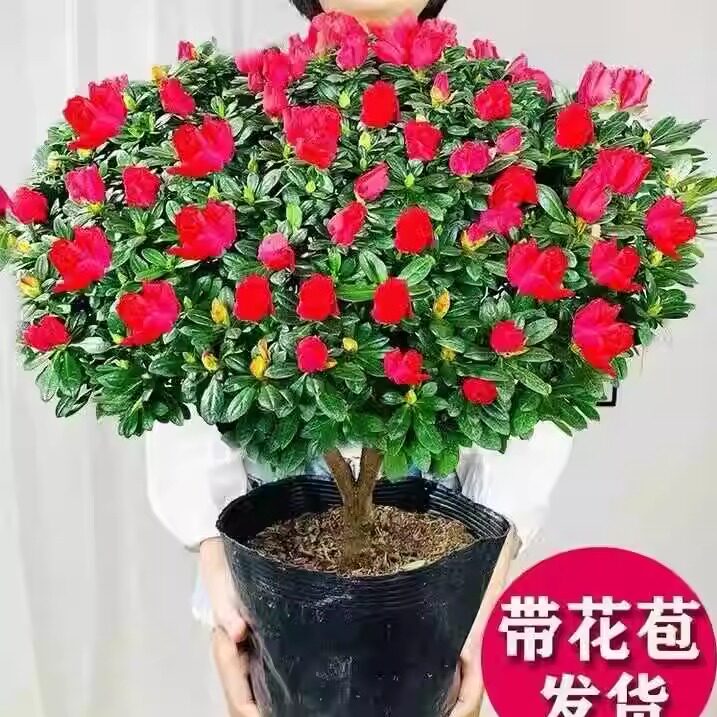 老桩好养易活四季开花室内