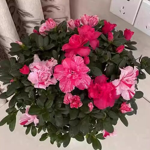 杜鹃花五宝喷砂开花可多色