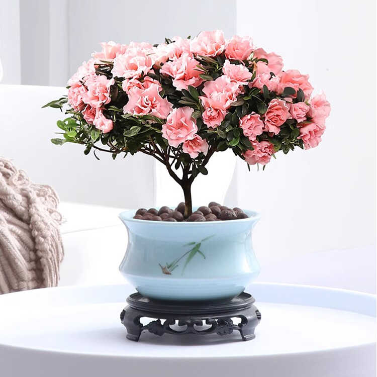 西洋鹃杜鹃花花卉盆栽粉色花苞室内外四季开花好养易活绿植小桃红