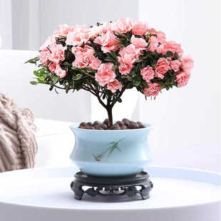 西洋鹃杜鹃花花卉盆栽粉色花苞室内外四季开花好养易活绿植小桃红