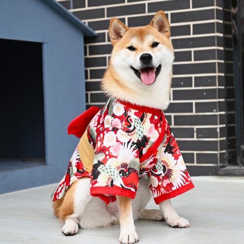 狗狗和服和风日系泰迪柯基雪纳瑞狗柴犬日式和服艺术照垒德株