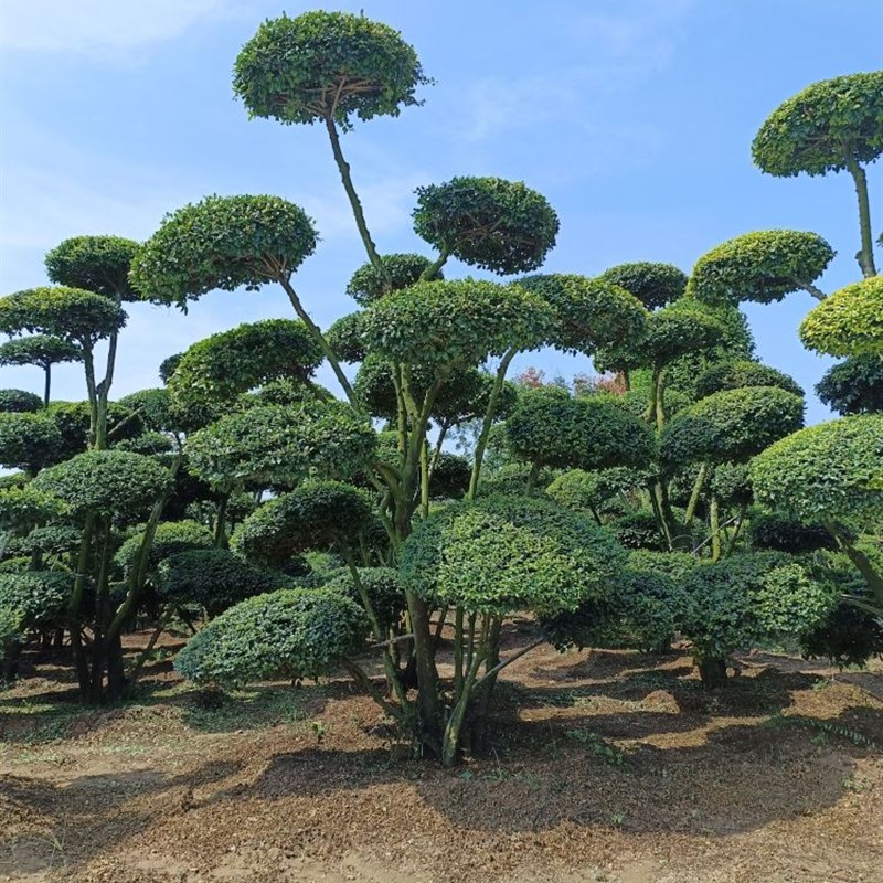 小叶女贞造型树地景树多头女贞造型庭院别墅四季常青绿植选树现挖