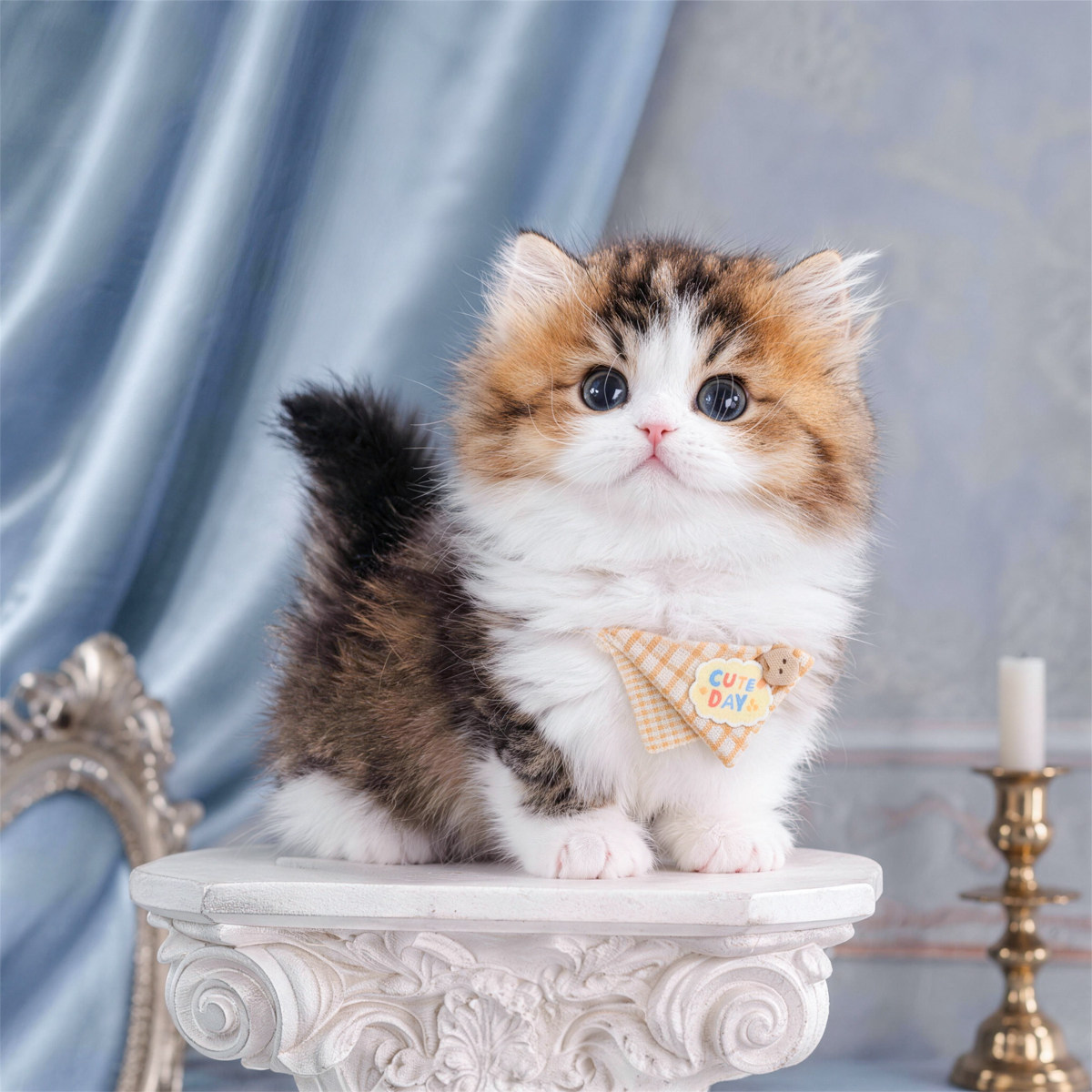 【REDOLL】纯种金加白米努特拿破仑幼猫幼崽蓝猫活体宠物猫幼猫