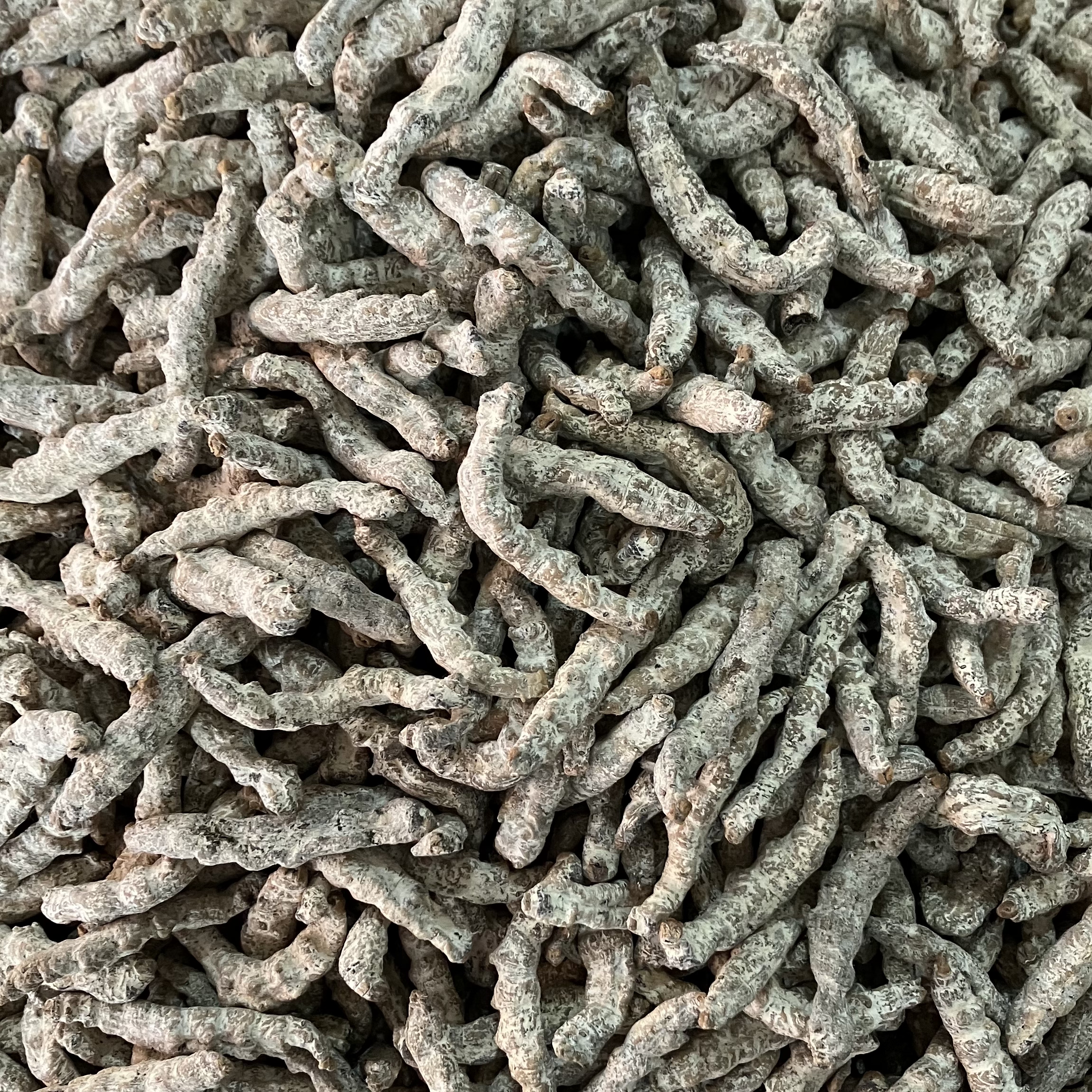 白僵蚕中药材正品特级白僵蚕500g干货可磨粉正宗四川白僵蚕中药材