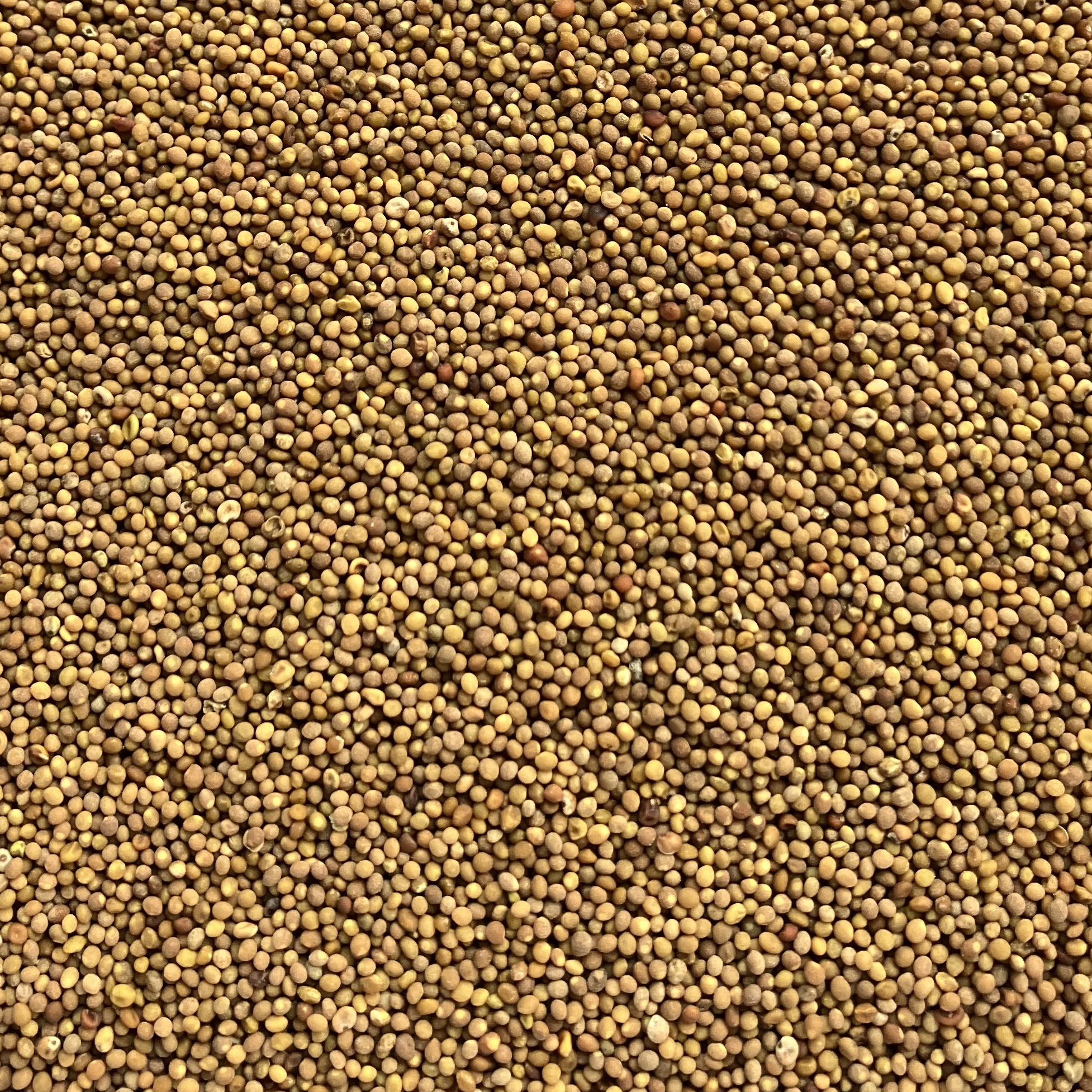 菟丝子中药材500g正品内蒙水洗菟丝子正宗四大名泡菟丝子泡酒泡茶