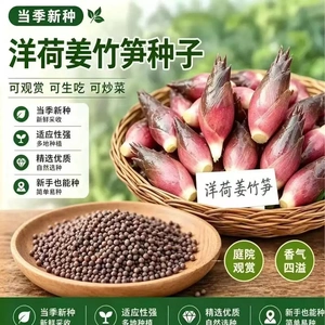 【新品！】食用洋荷芽种球四季种植家庭阳台小院盆栽地栽种子ZF