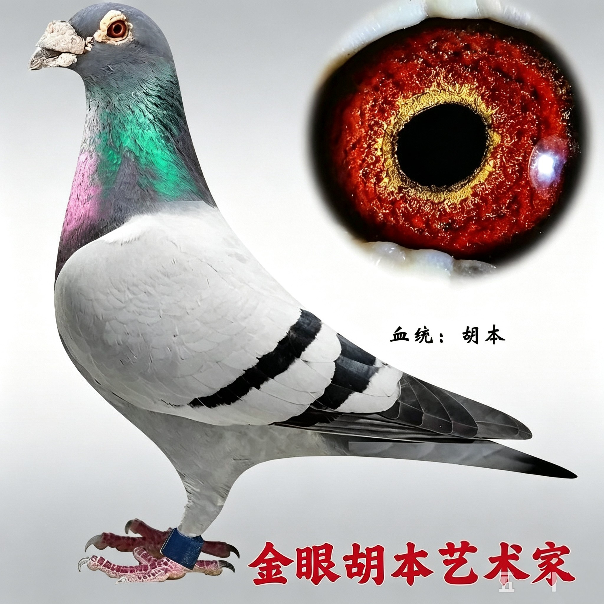 精品金眼胡本种鸽信鸽赛鸽纯种鸽鸟
