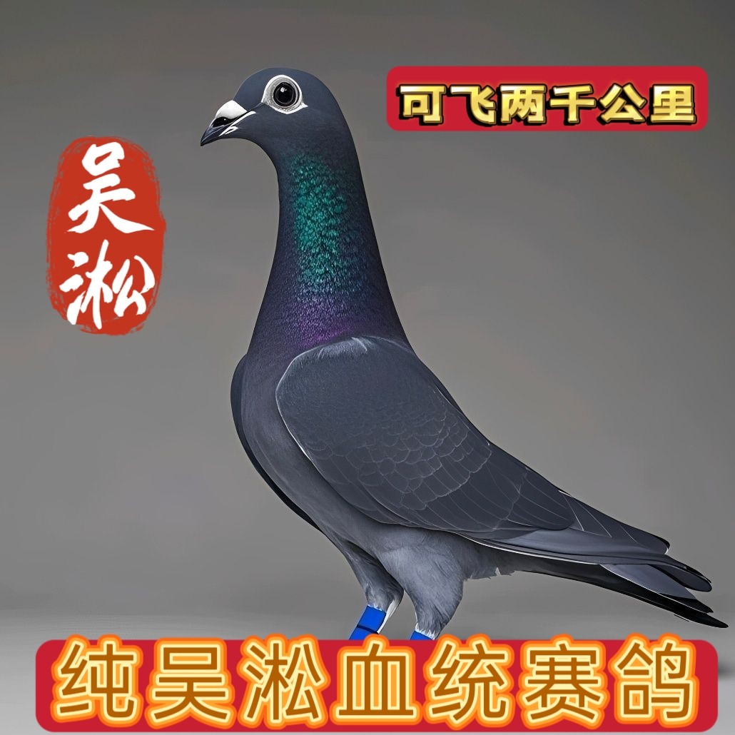 纯吴淞信鸽赛鸽血统幼鸽一对带环可飞千公里