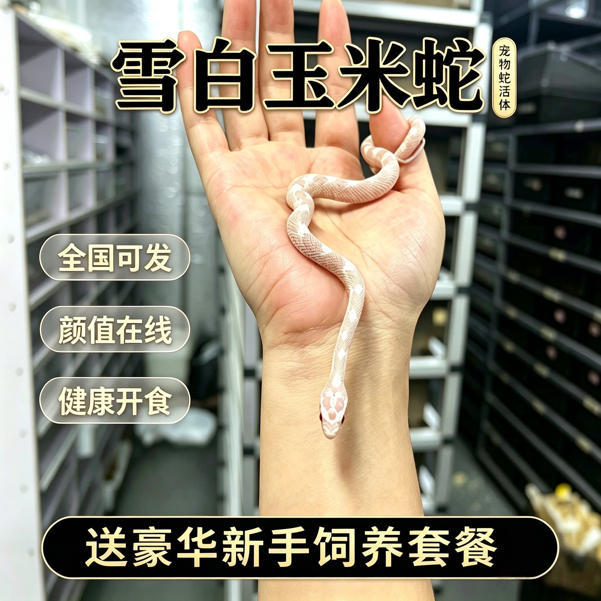 雪白玉米蛇玉米蛇活体宠物蛇