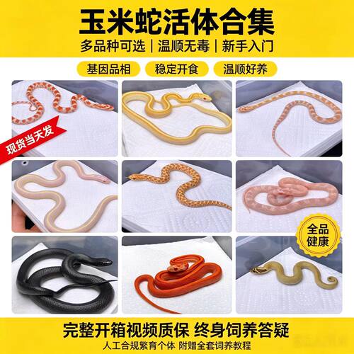 活体玉米蛇玩具蛇黑王蛇白娘娘宠物蛇猪鼻蛇温顺温度不咬人爬宠